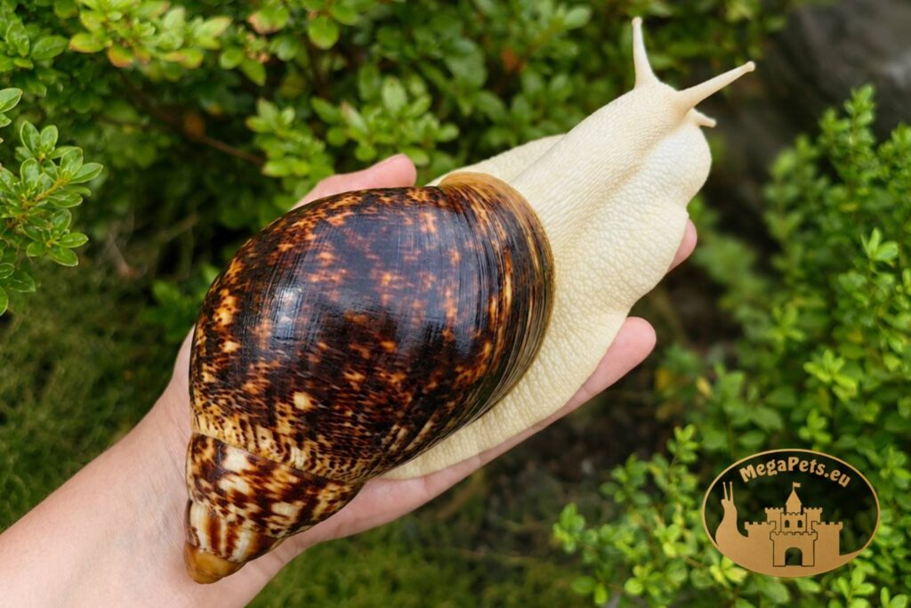 archachatina-marginata-ovum-albino-body-p16-megapets-eu