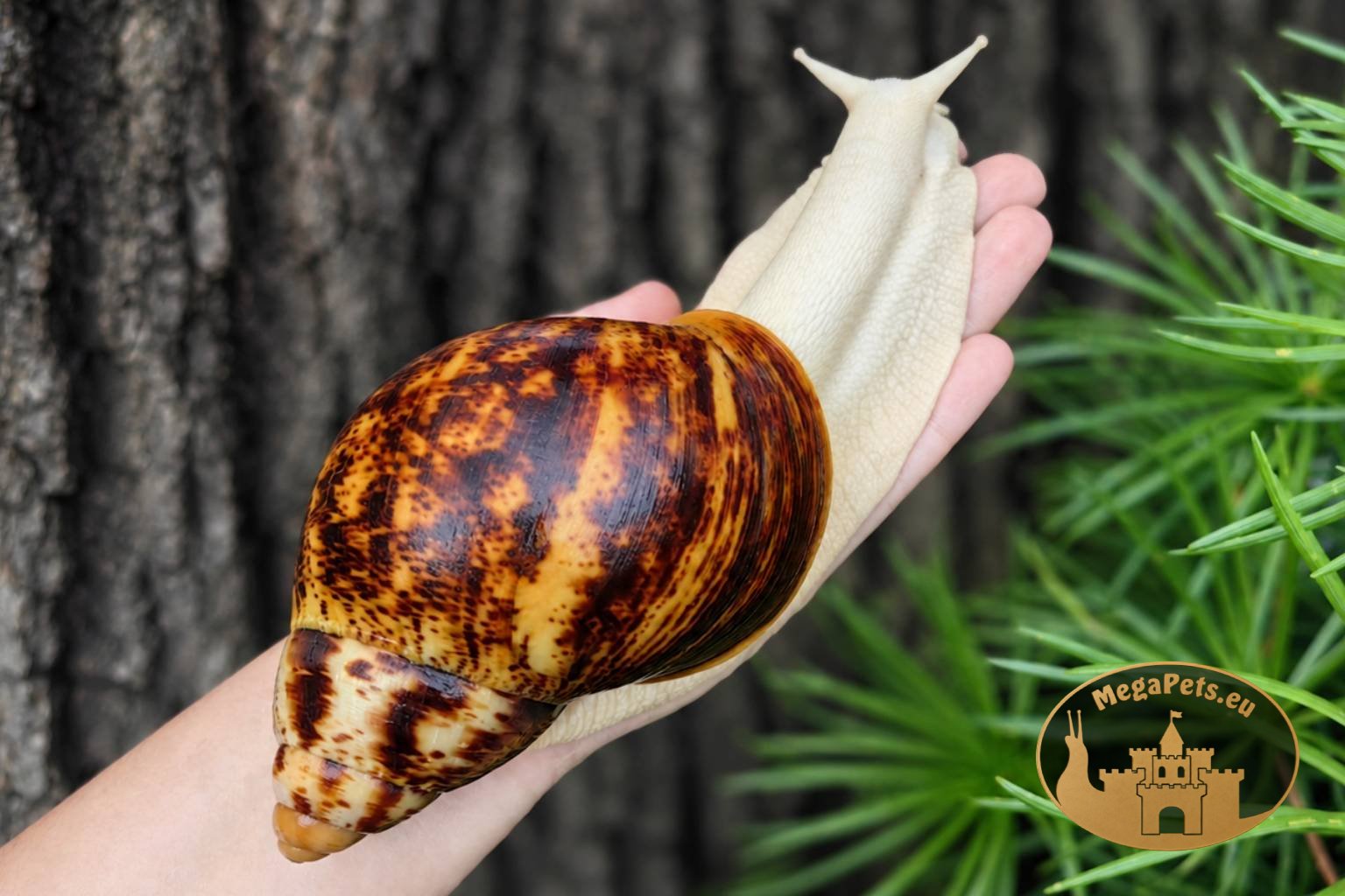Archachatina marginata ovum albino body • P17
