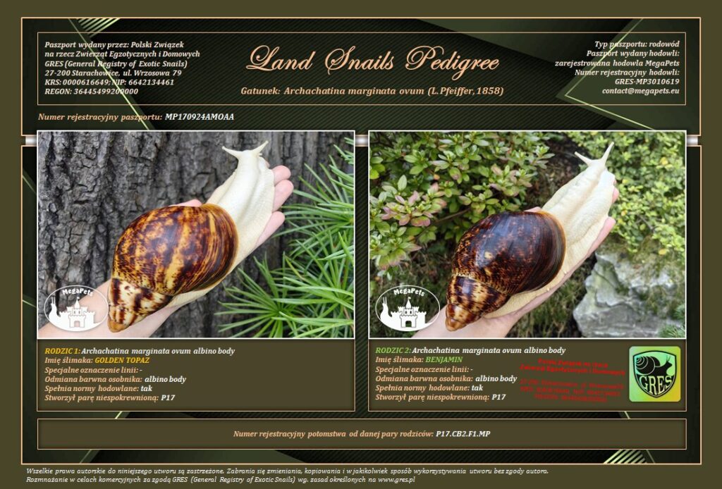 archachatina-marginata-ovum-albino-body-p17-rodowod-gres-megapets-eu