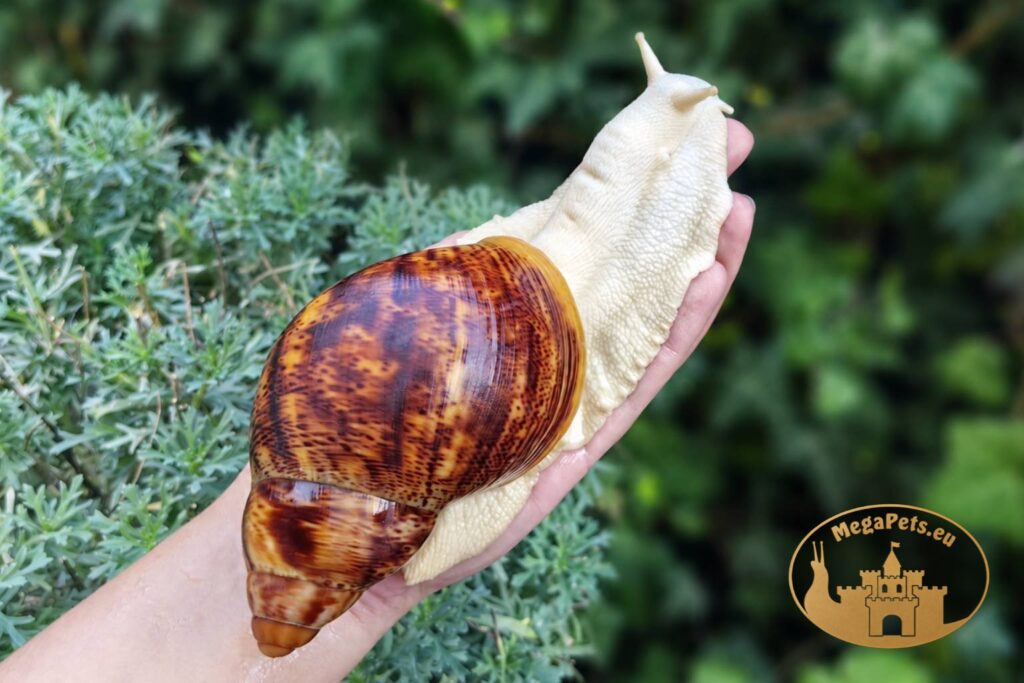 archachatina-marginata-ovum-albino-body-p18-megapets-eu