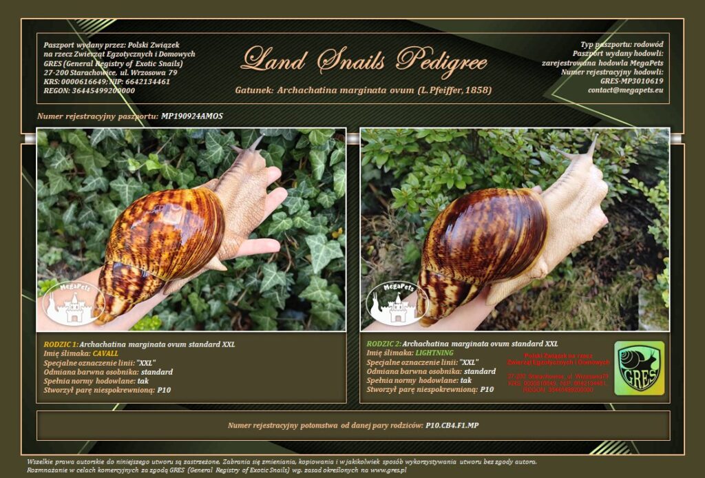 archachatina-marginata-ovum-p10-rodowod-gres-megapets-eu