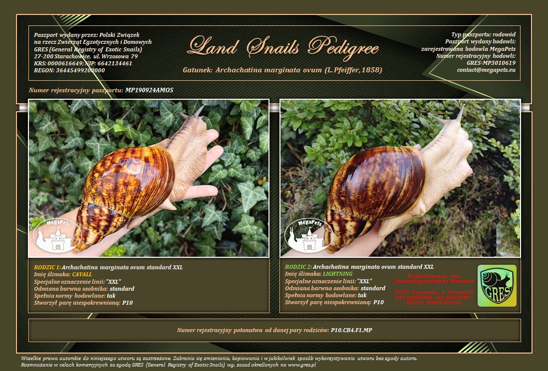 Archachatina marginata ovum XXL • P10 - obrazek 2
