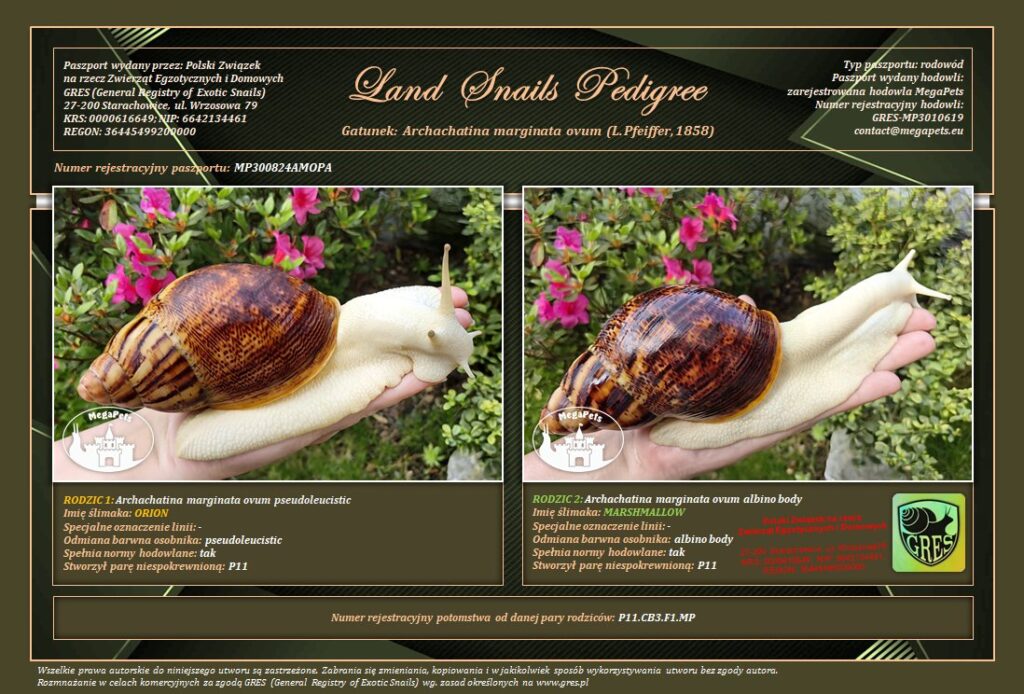 archachatina-marginata-ovum-p11-rodowod-gres-megapets-eu