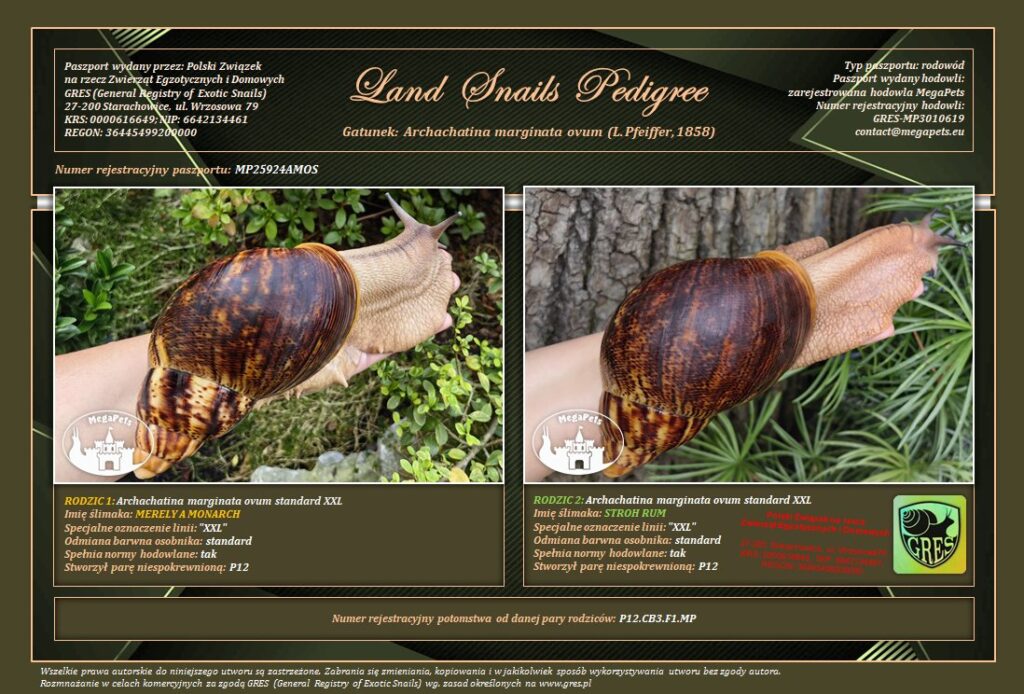 archachatina-marginata-ovum-p12-rodowod-gres-megapets-eu