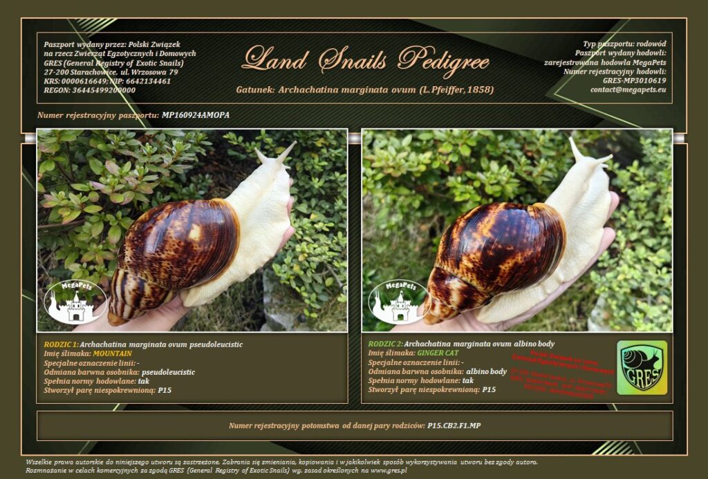 archachatina-marginata-ovum-p15-rodowod-gres-megapets-eu