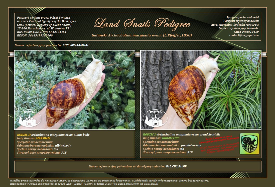 Archachatina marginata ovum pseudoleucistic • P18 - obrazek 2
