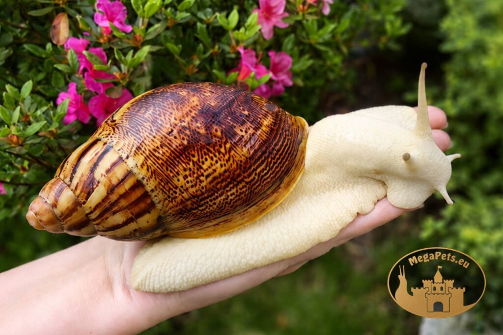 archachatina-marginata-ovum-pseudoleucistic-p11-megapets-eu