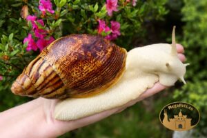 Archachatina marginata ovum pseudoleucistic • P11