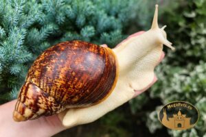 Archachatina marginata ovum pseudoleucistic • P16
