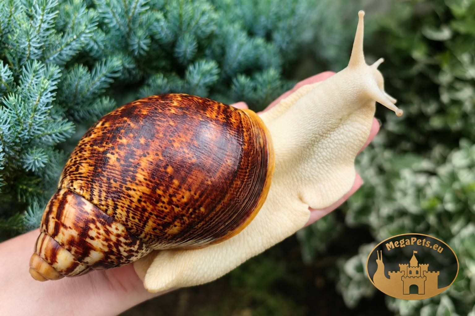 Archachatina marginata ovum pseudoleucistic • P16