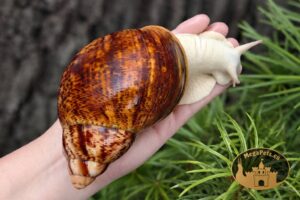 Archachatina marginata ovum pseudoleucistic • P18