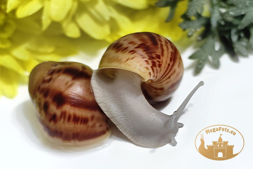 archachatina-marginata-ovum-silver-body-megapets-eu