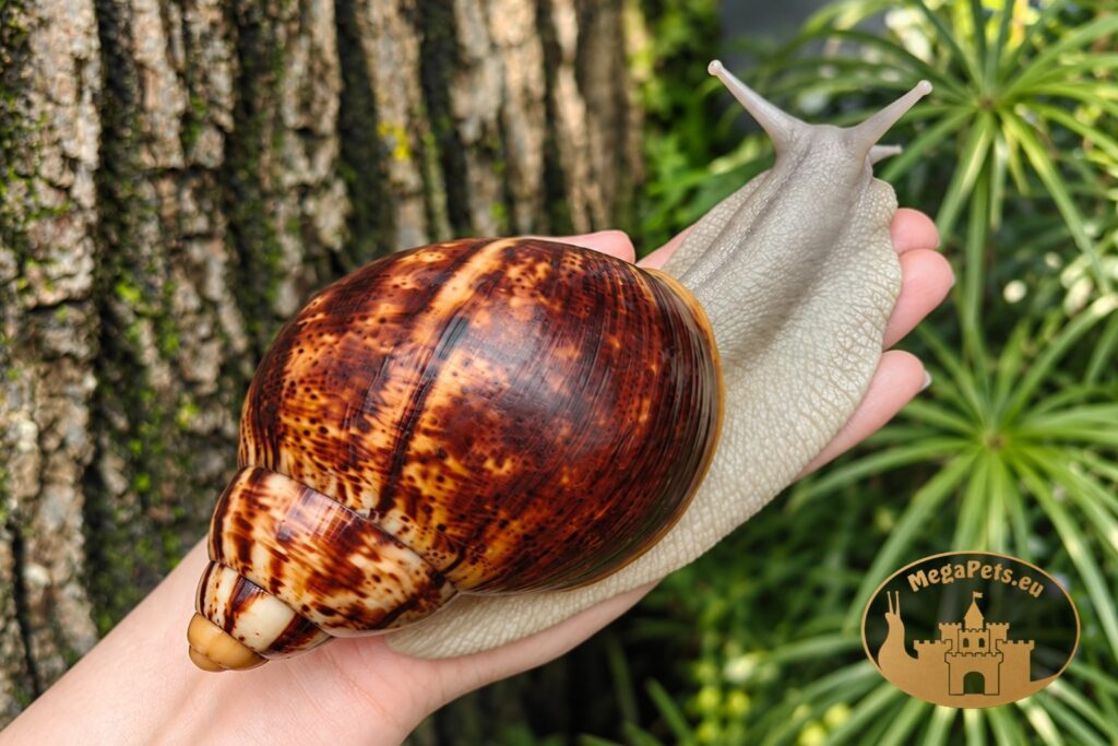 archachatina-marginata-ovum-silver-body-na-rece-megapets-eu