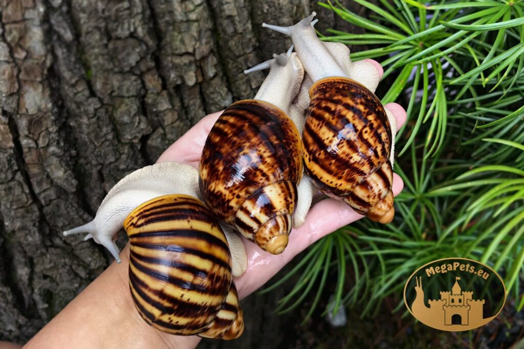 archachatina-marginata-ovum-silver-body-p21-1megapets-eu