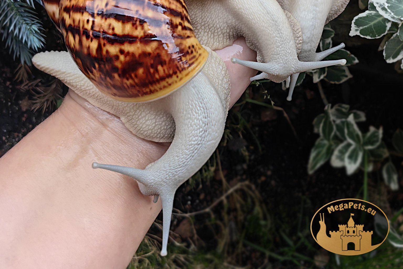 Archachatina marginata ovum silver body • P21
