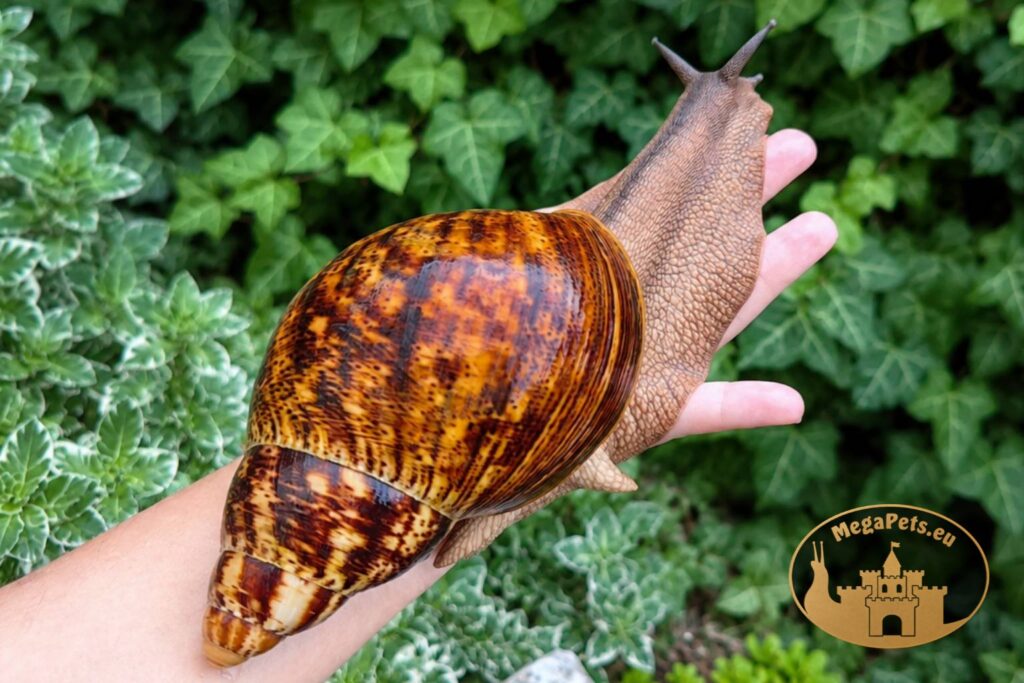 archachatina-marginata-ovum-xxl-standard-p10-1-megapets-eu