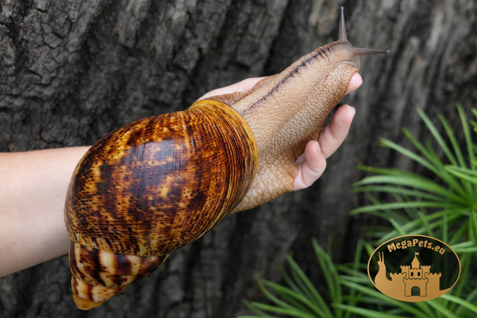 Archachatina marginata ovum XXL • P11