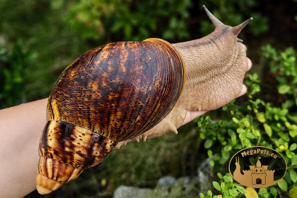 archachatina-marginata-ovum-xxl-standard-p12-2-megapets-eu