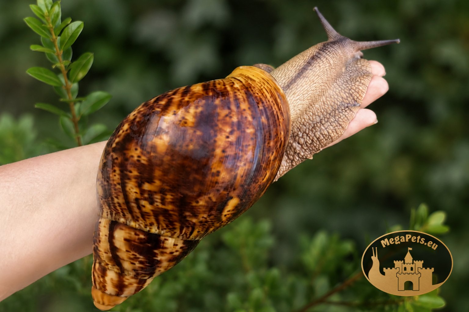 Archachatina marginata ovum XXL • P15