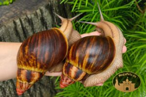 Archachatina marginata suturalis • P-