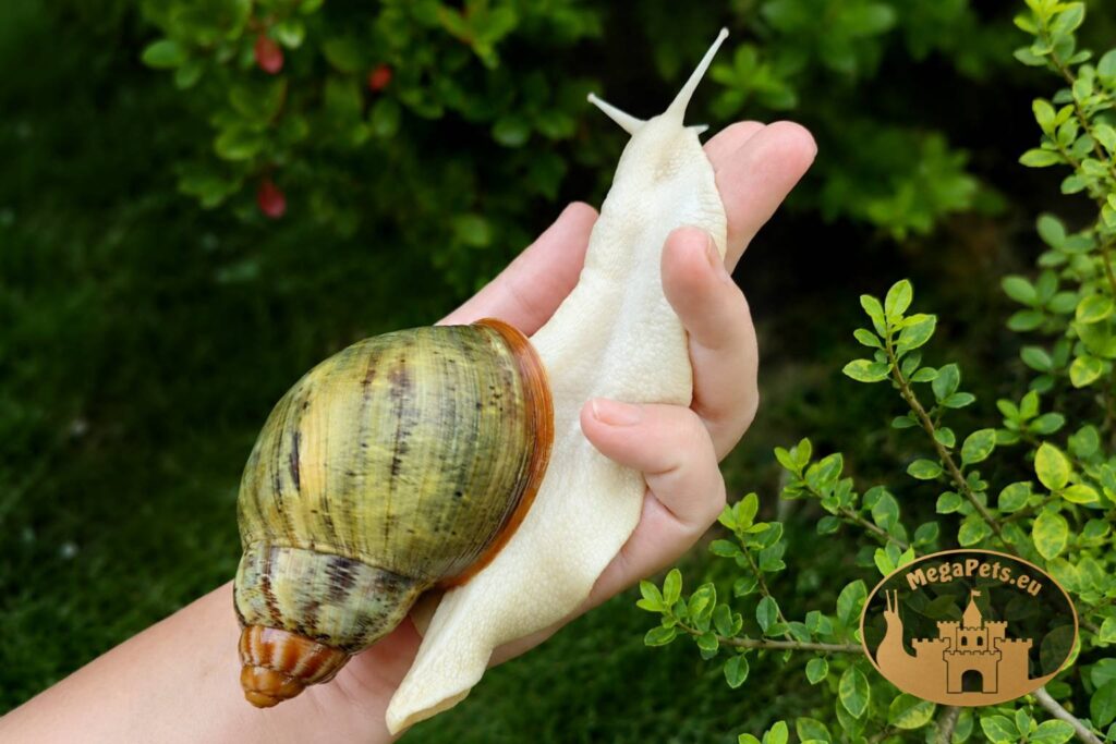 archachatina-rhodostoma-albino-body-P11-2-megapets-eu