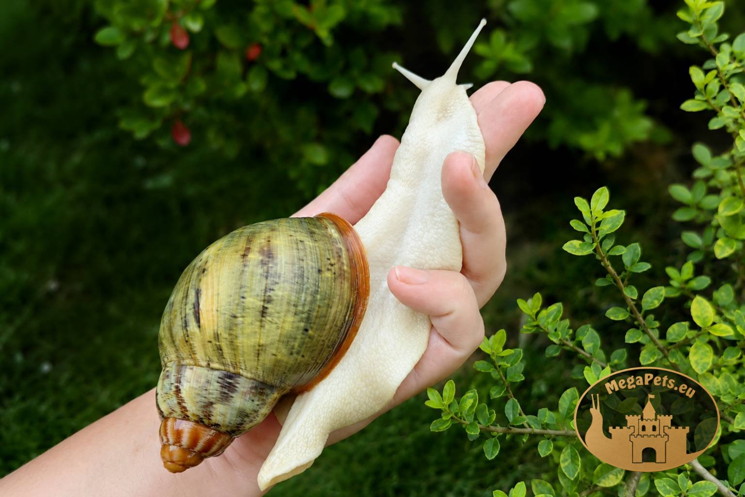 Archachatina rhodostoma • P11