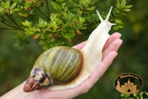Archachatina rhodostoma • P8