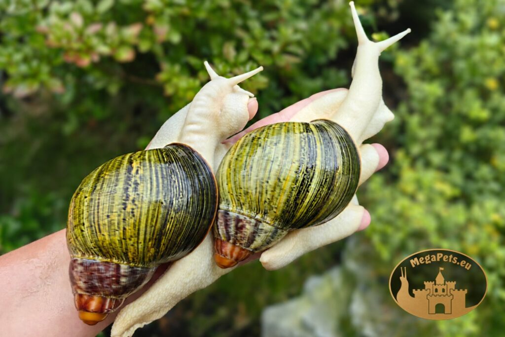 archachatina-ventricosa-leucistic-para-na-rece-megapets-eu