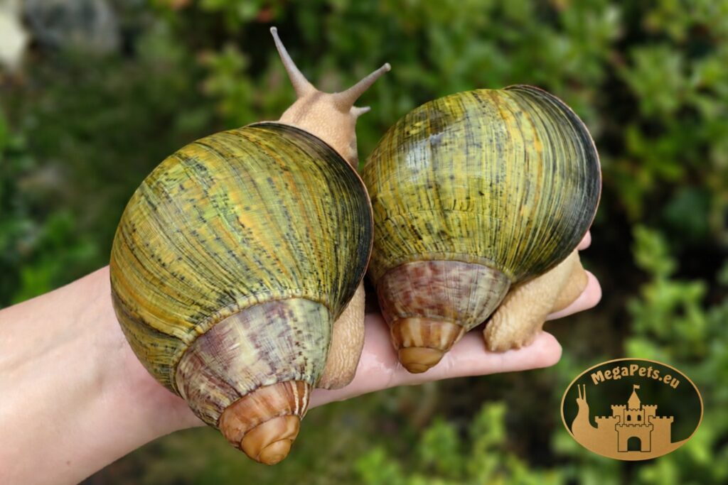 archachatina-ventricosa-standard-para-na-rece-megapets-eu