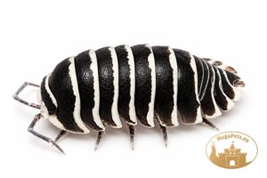 Armadillidium maculatum Zebra