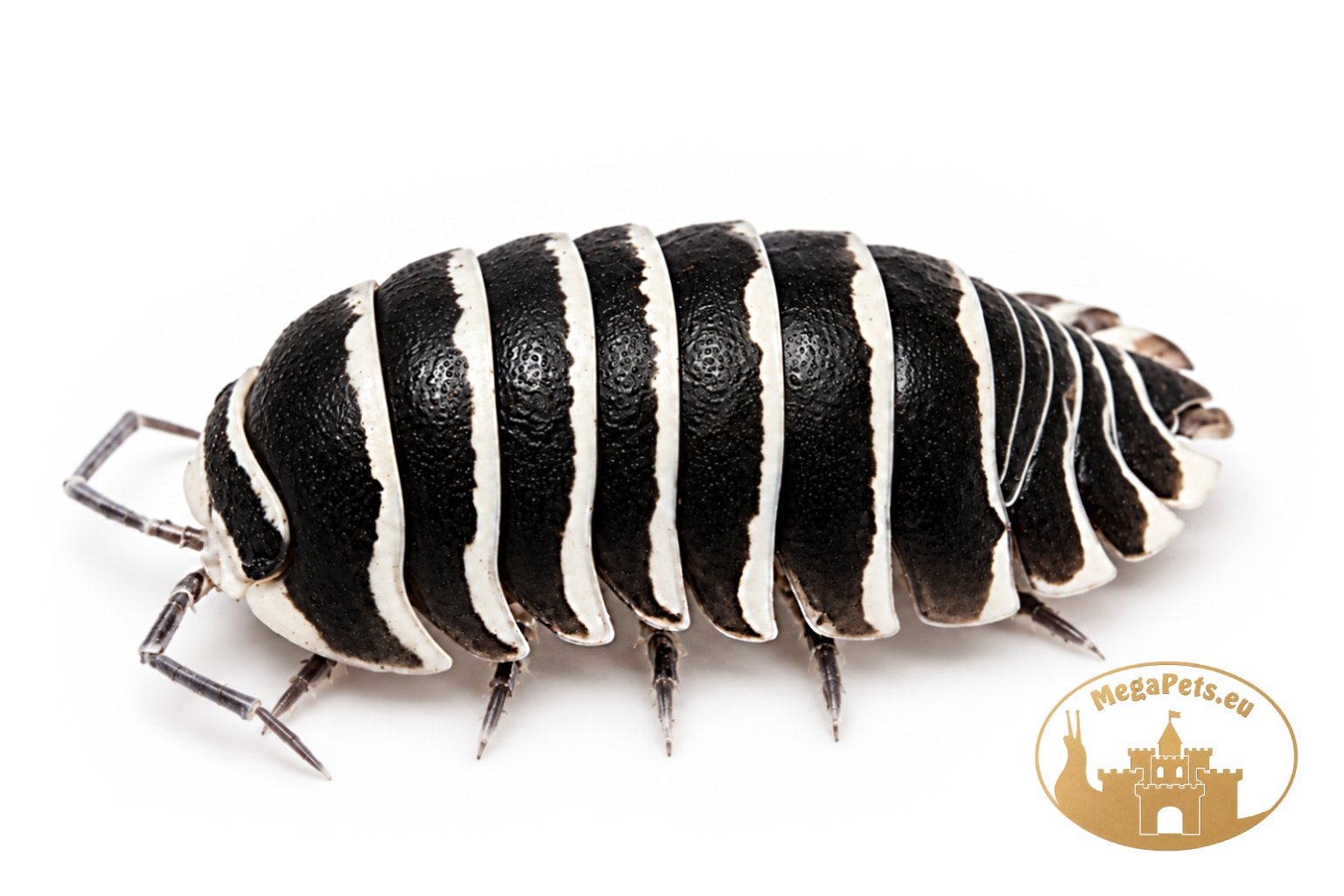 Armadillidium maculatum Zebra