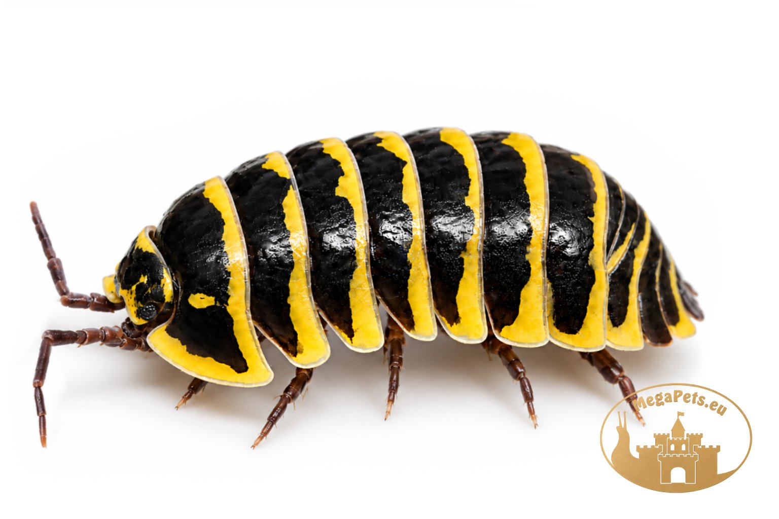 Armadillidium maculatum Zebra Yellow