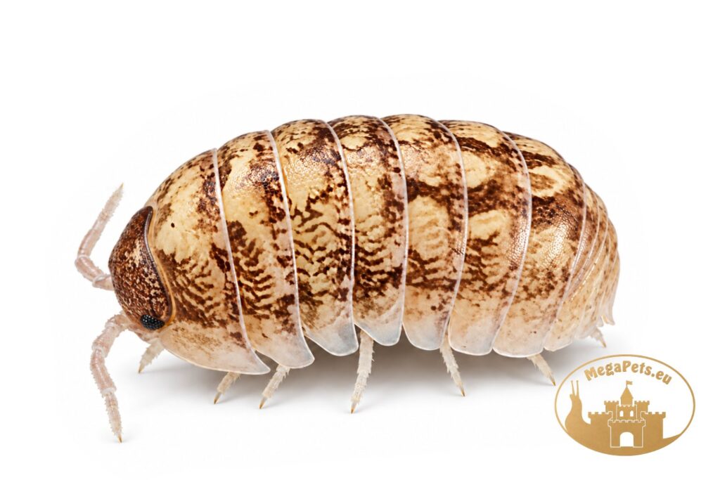 armadillidium-vulgare-candy-mix-isopod-megapets-eu