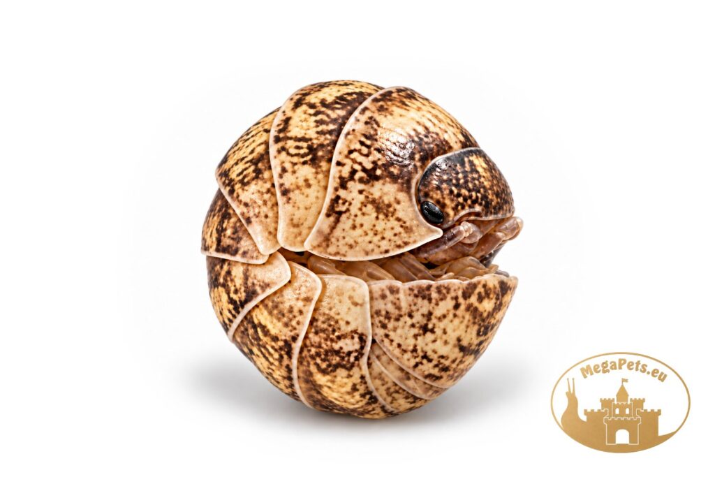 armadillidium-vulgare-candy-mix-zwinieta-w-kulke-megapets-eu