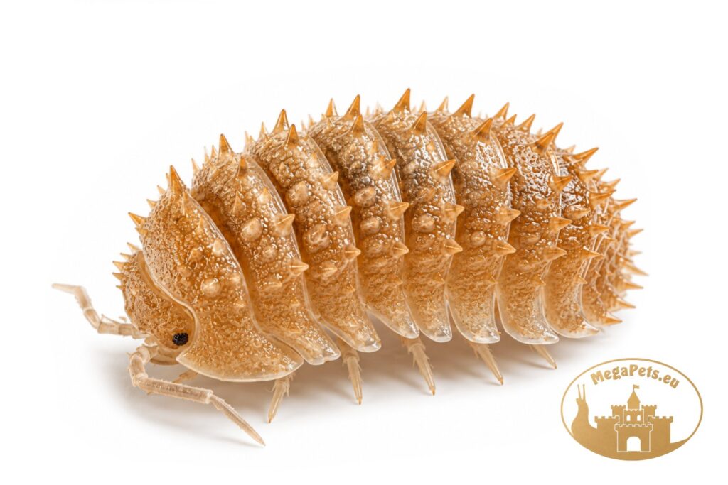 cristarmadillidium-muricatum-isopod-kolczasty-megapets-eu