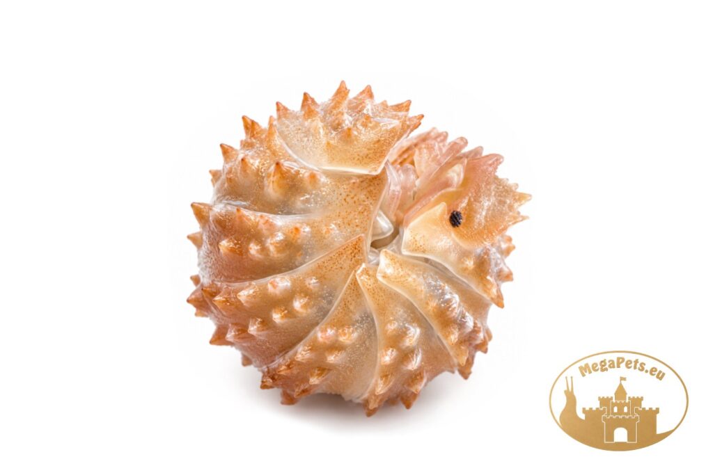 cristarmadillidium-muricatum-zwinieta-w-kulke-megapets-eu