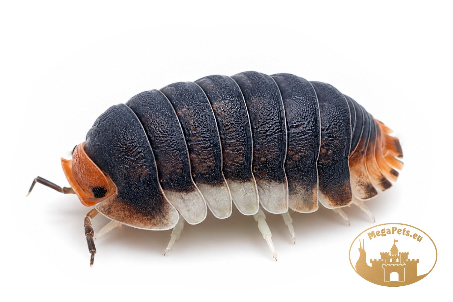 Cubaris sp. Pak Chong