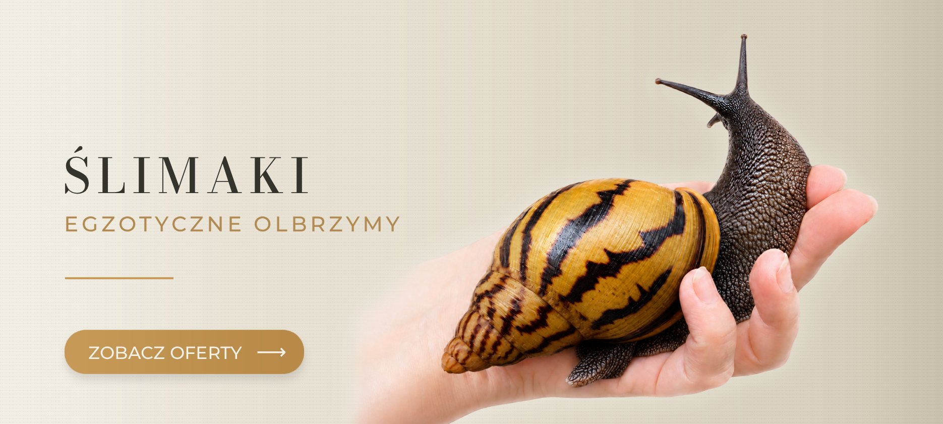 Egzotyczne ślimaki MegaPets