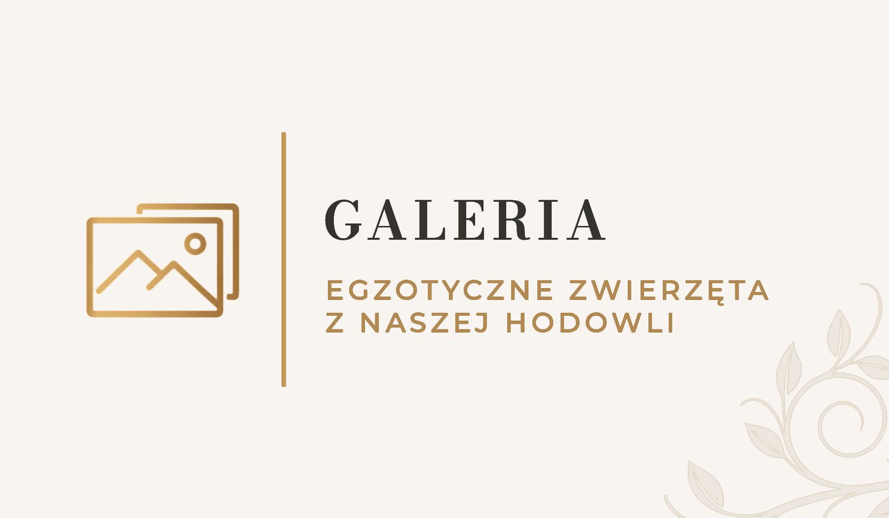 Galeria MegaPets