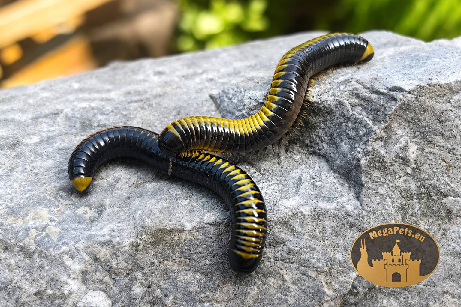 Salpidobolus sp. • Line Avatar
