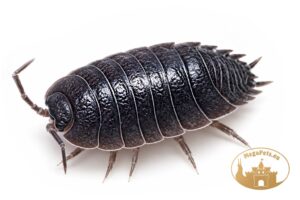 Porcellio laevis Black Milk
