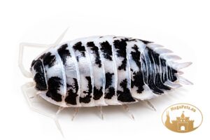 Porcellio laevis Dairy Cow