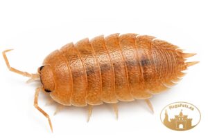 Porcellio laevis Orange