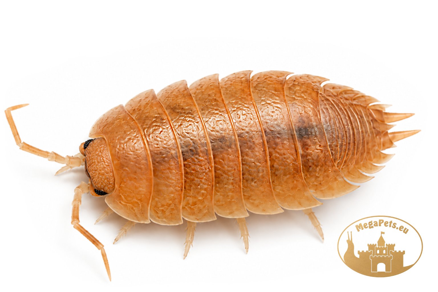 Porcellio laevis Orange