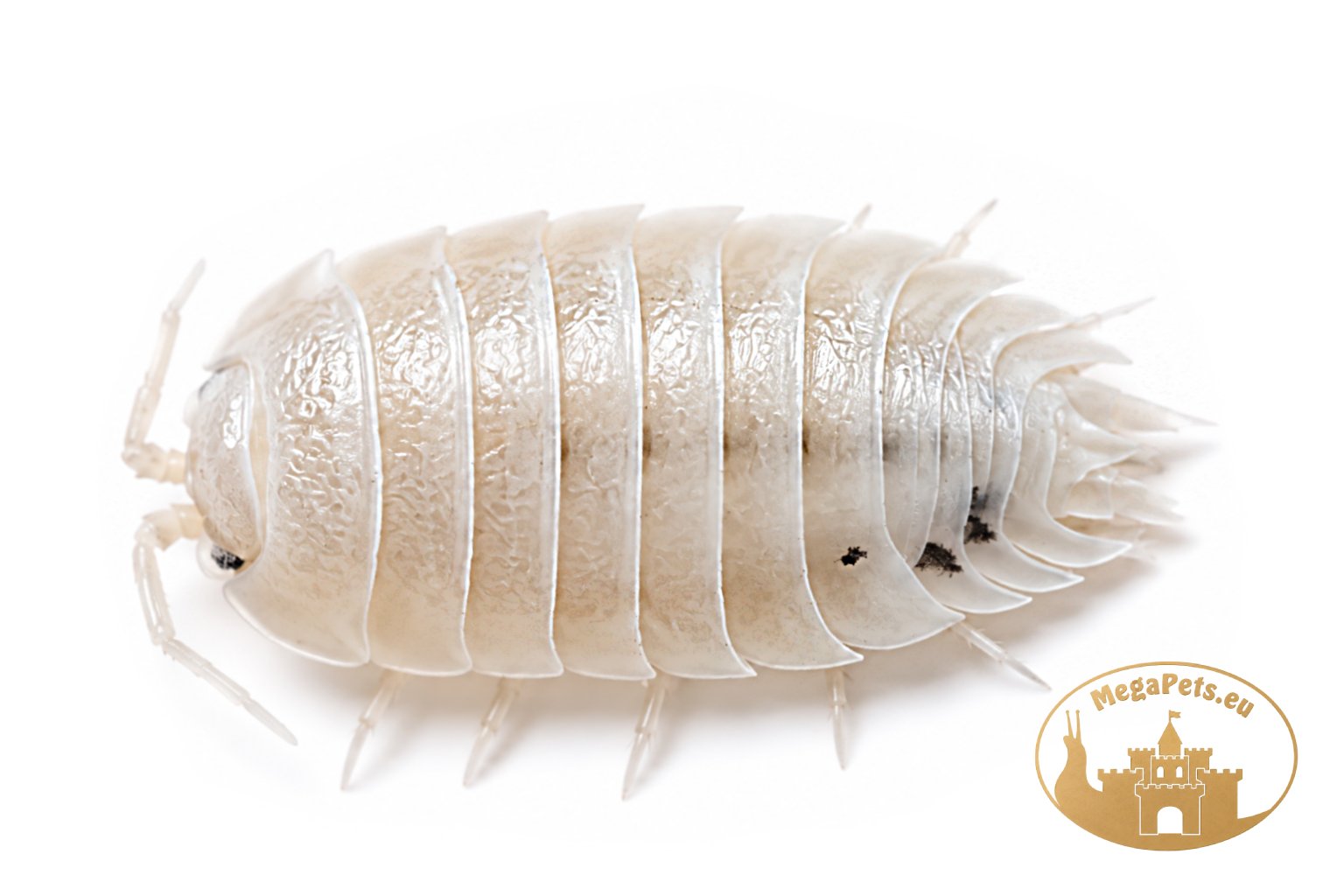 Porcellio laevis White Milk