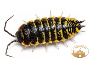 Porcellio ornatus Yellow