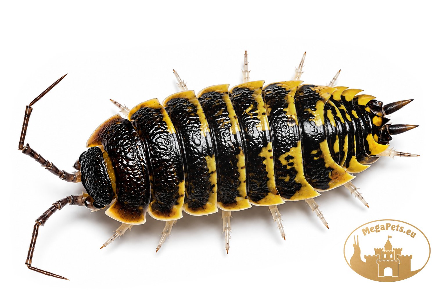 Porcellio ornatus Yellow