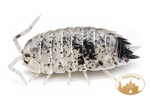Porcellio scaber Dalmatian