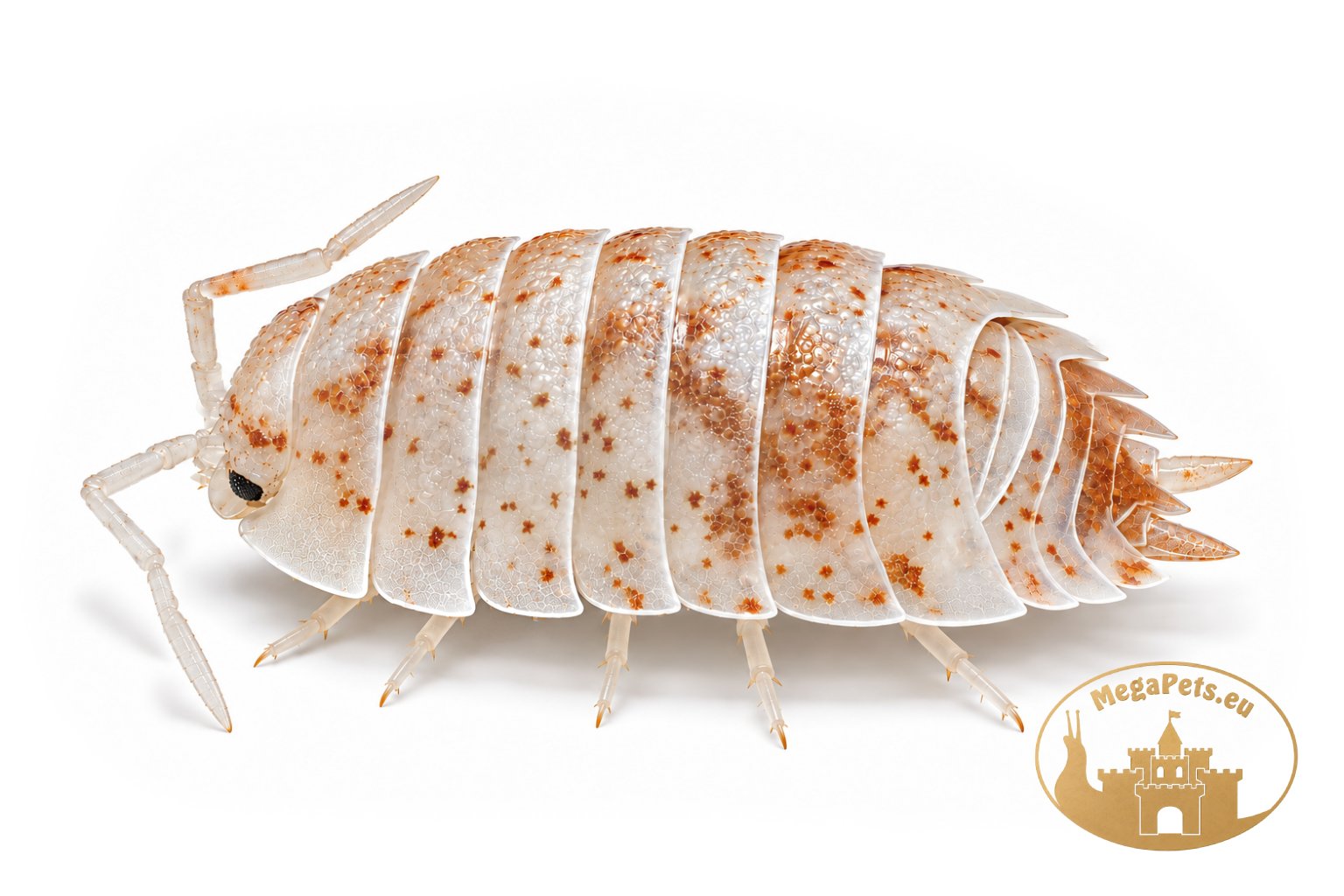 Porcellio scaber Dalmatian Orange