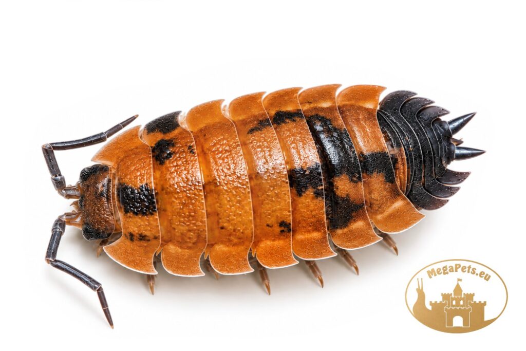 porcellio-scaber-lava-isopod-megapets-eu